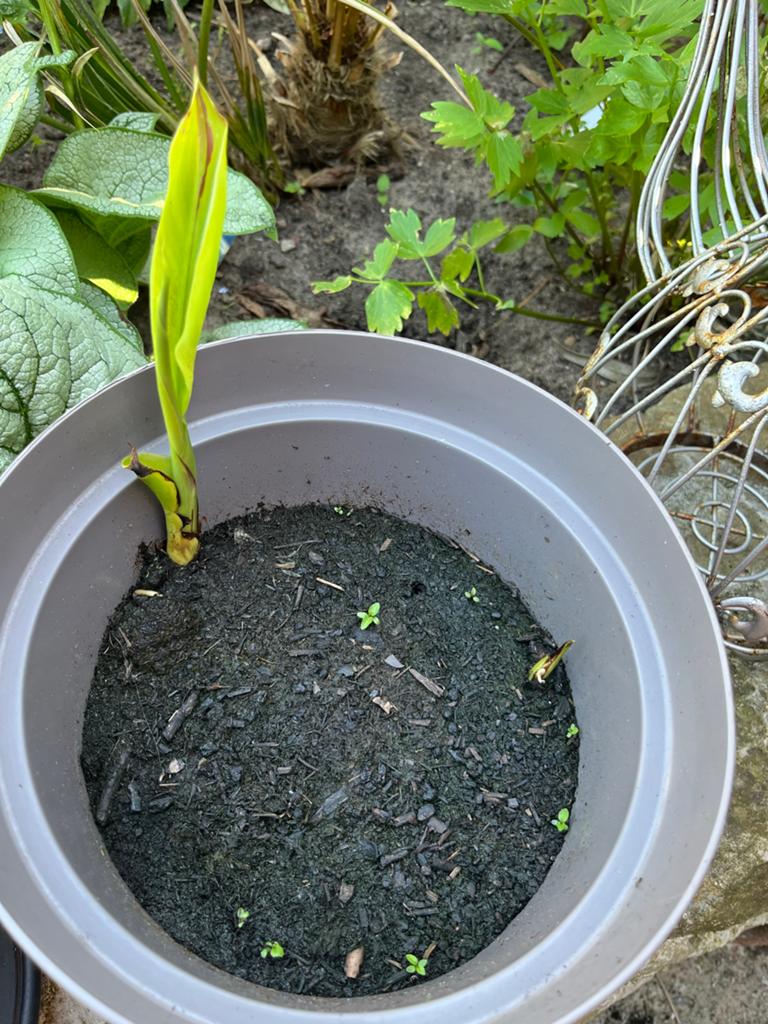 Canna Cleopatra: Verrassende kleurenpracht, 1,5-2m hoog, Tuin en Terras, Overige soorten, Volle zon, Vaste plant, Ophalen of Verzenden