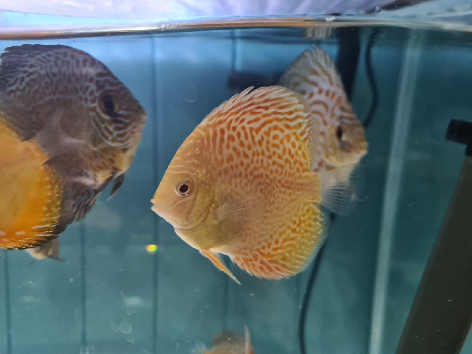 Albino Leopard Discus, Dieren en Toebehoren, Vis, Zoetwatervis