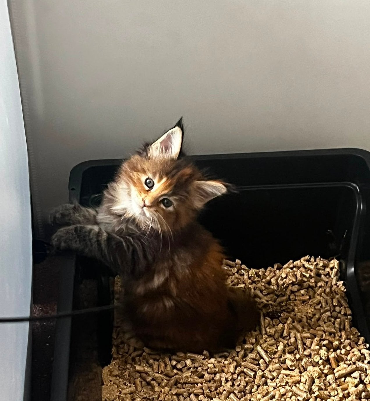 Russische Maine Coon kittens, Meerdere dieren, Ontwormd