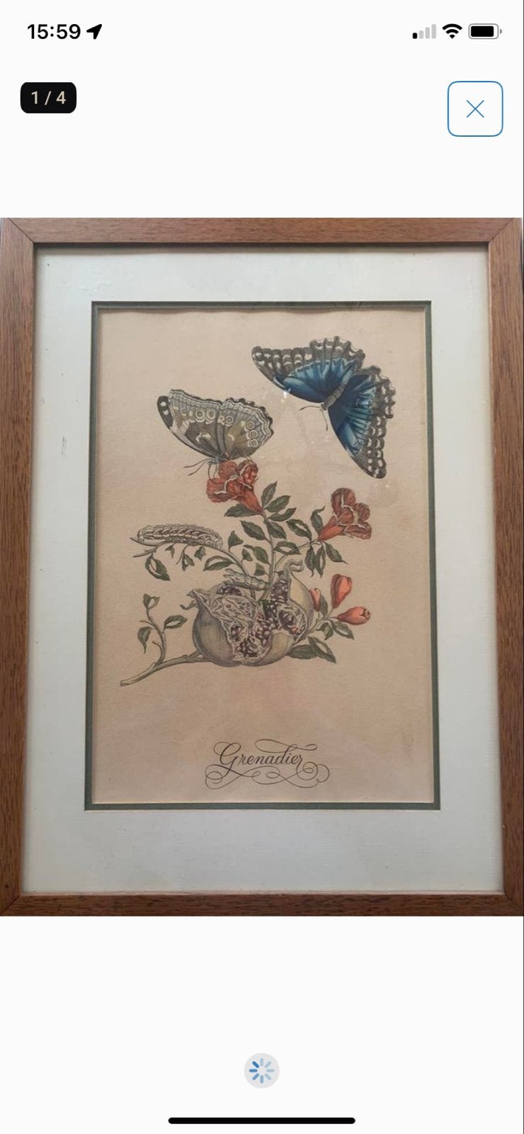 Maria Sibylla Merian: Grenadier en morpho vlinders (litho), Handgekleurd, Ophalen of Verzenden, Flora en Fauna, 1700 - 1799