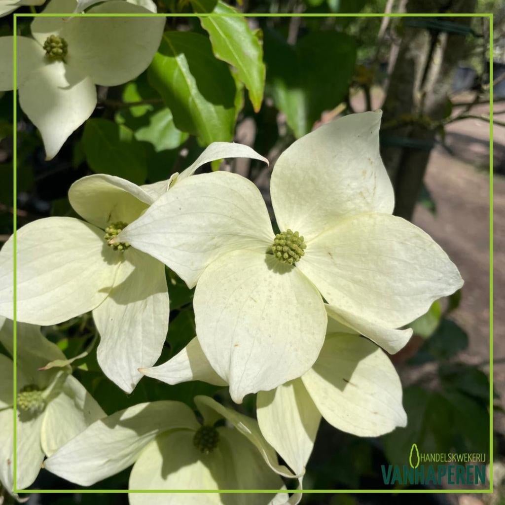 Cornus kousa, Tuin en Terras, Planten | Bomen, Overige soorten, Volle zon, Lente, Ophalen