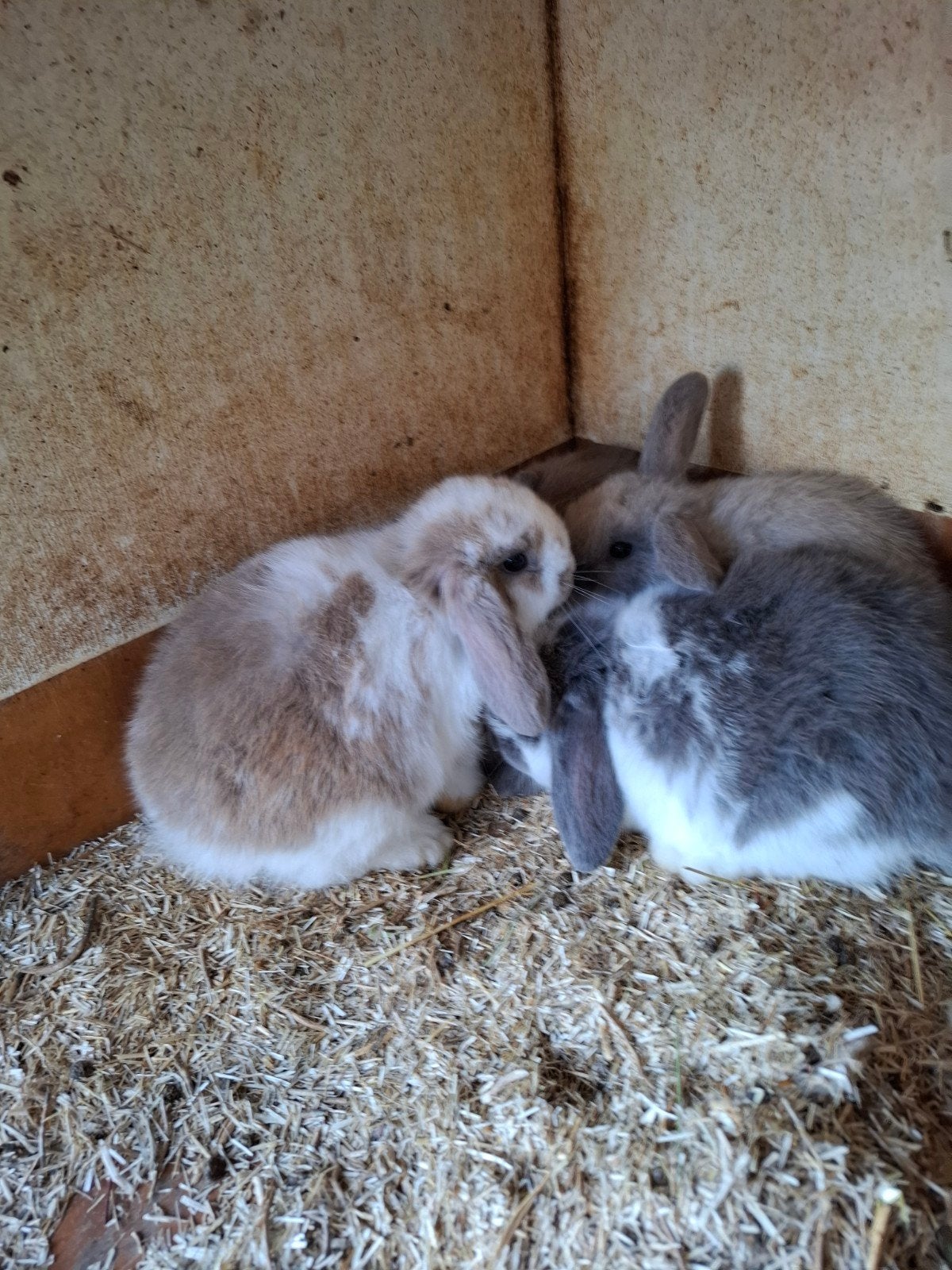 mooi konijn, Meerdere dieren