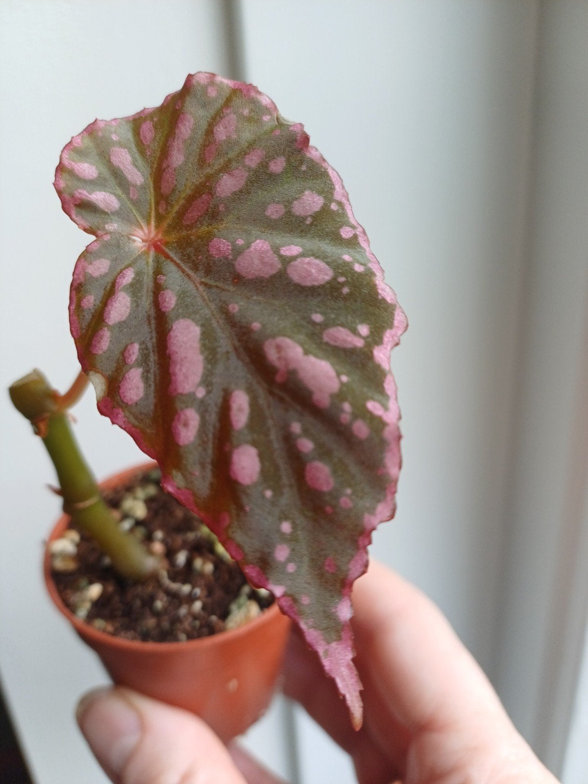 Begonia Chlorosticta x Negrosensis, Huis en Inrichting, Kamerplanten, Ophalen of Verzenden, Halfschaduw, Minder dan 100 cm