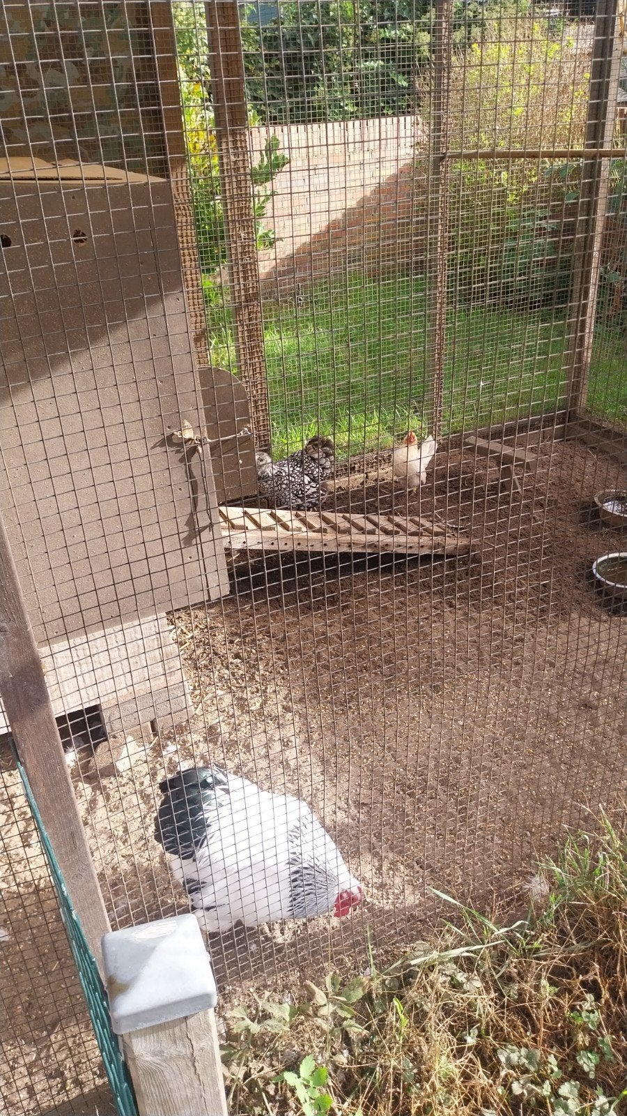 gratis ophalen 1 haan en 3 kippen, Dieren en Toebehoren