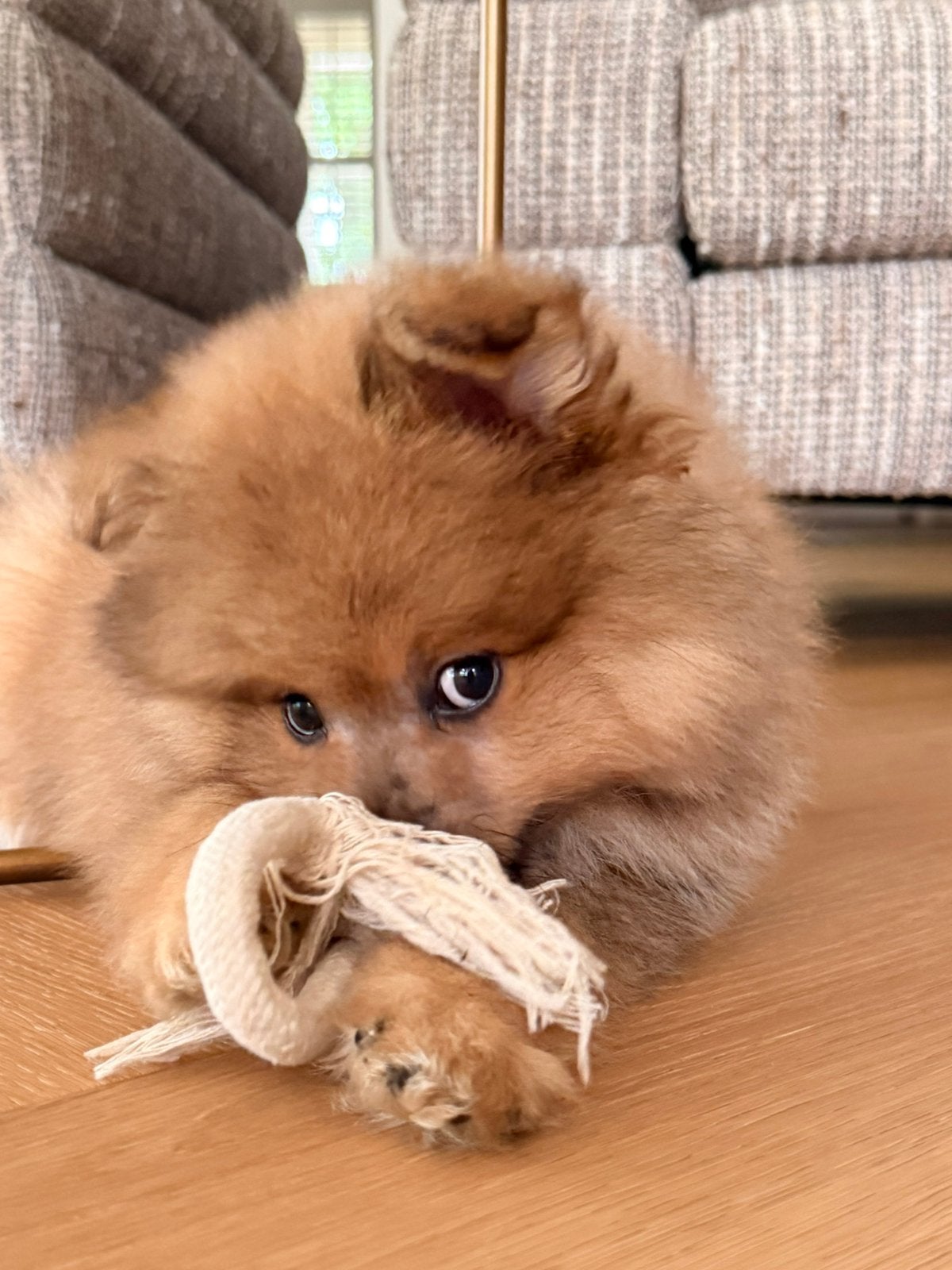 Pomeriaan, Dieren en Toebehoren, Honden | Poolhonden, Keeshonden en Oertypen, Parvo, Keeshond, Reu, 8 tot 15 weken