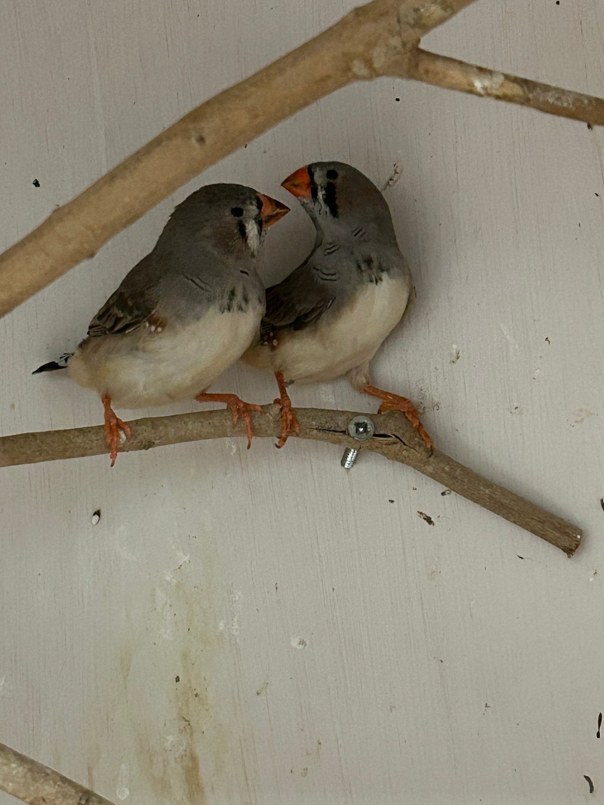 Zebravinken, Dieren en Toebehoren, Vogels | Overige Vogels, Mannelijk, Tropenvogel
