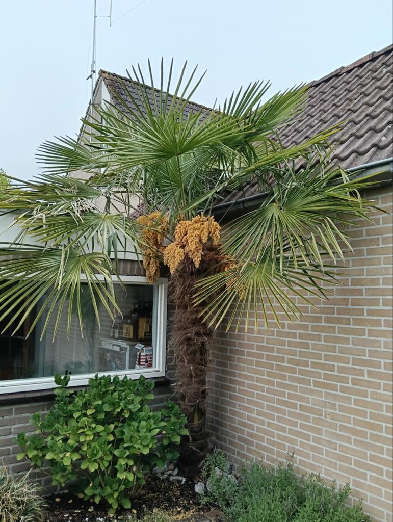 Palmboom te koop (2,60 hoog!), Volle zon, Vaste plant, Bloeit niet, Ophalen