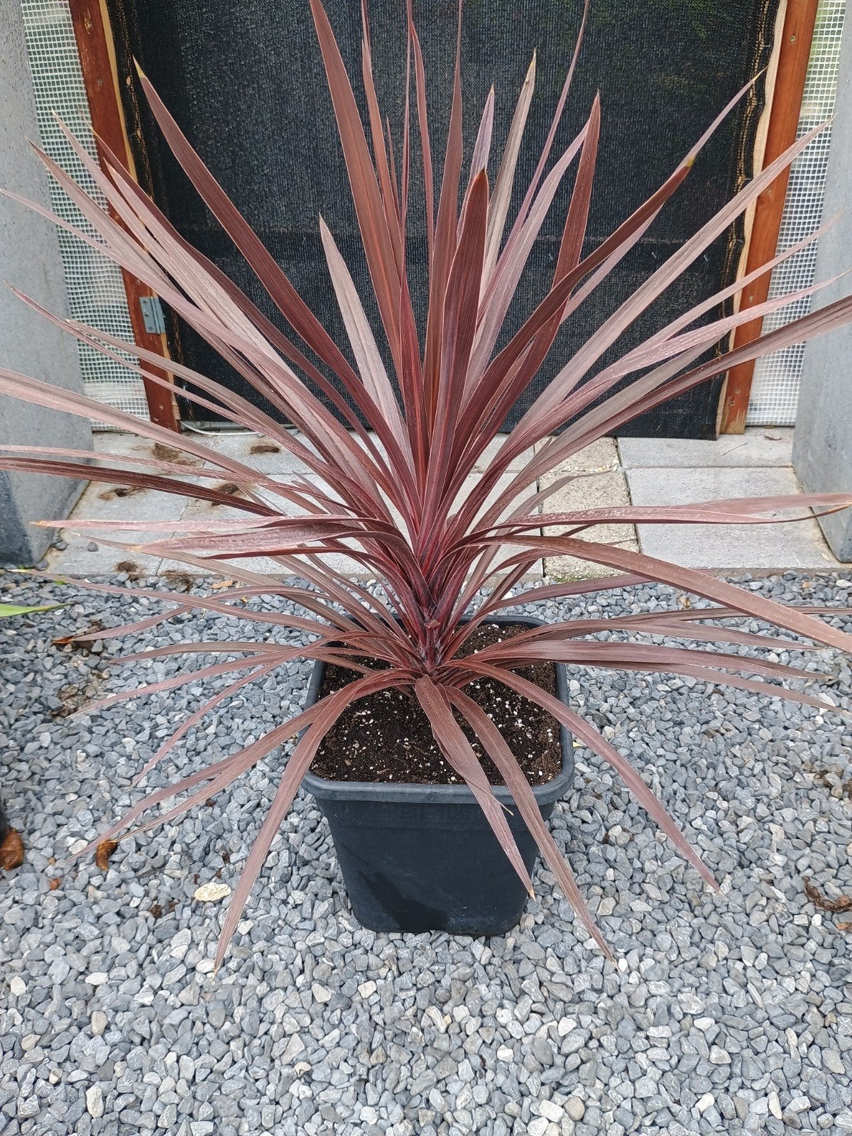 te koop diverse cordyline planten ook wel kool Palm genoemd, Ophalen, Bloeit niet, Overige soorten, Volle zon