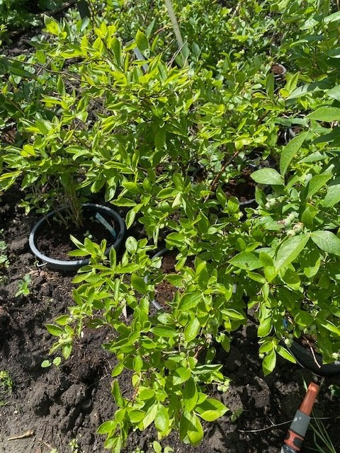 3 blauwe bessen planten, Tuin en Terras, Ophalen, Minder dan 100 cm, Lente, Overige soorten