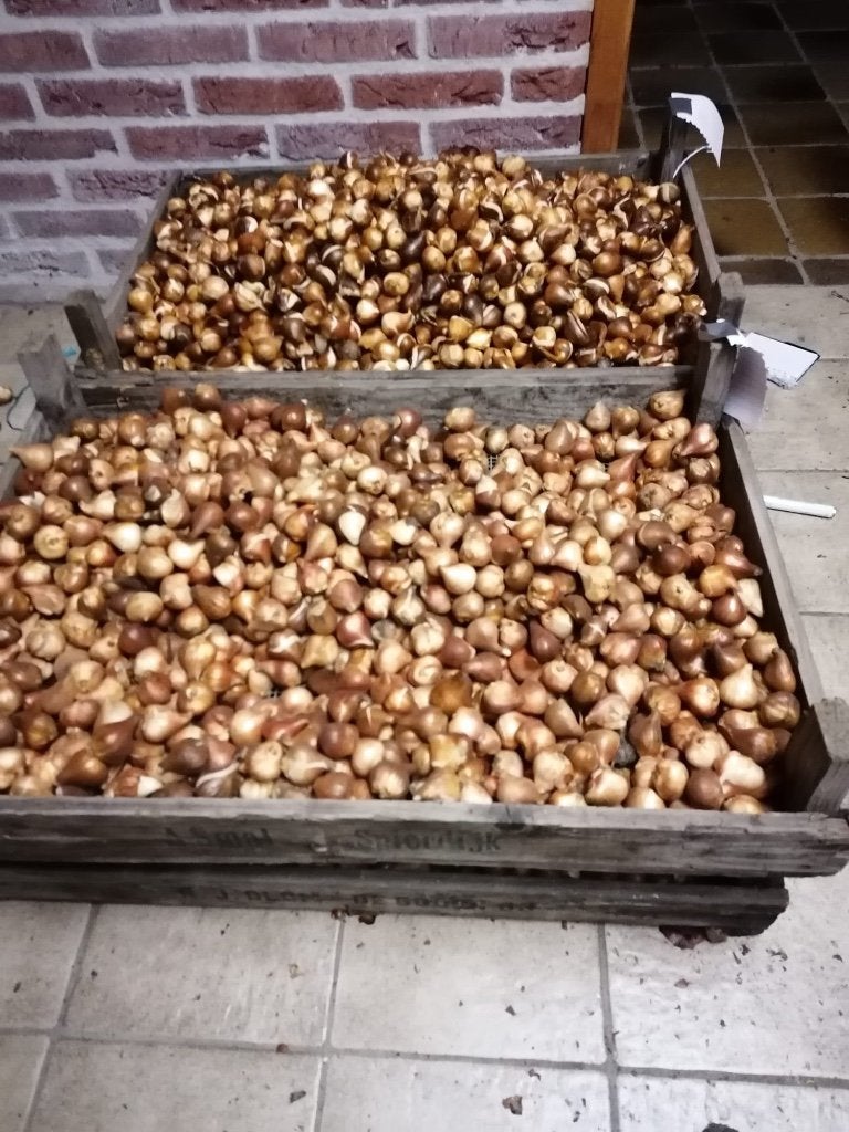Verschillende soorten bloembollen, Ophalen of Verzenden, Volle zon