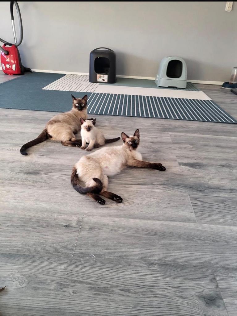 🐾🥰 nog 2 Super schattige Siamese kittens geboren 24 maart!, Poes, Ontwormd