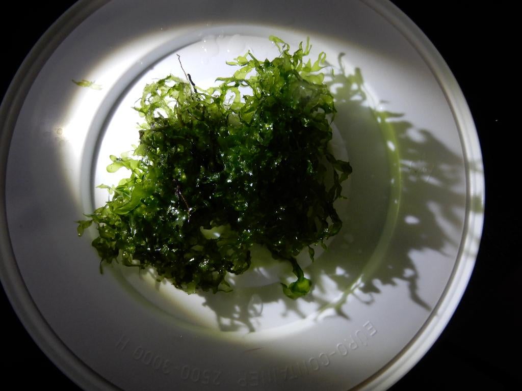Levermos ( Moerings Monosolenium pelia mos ), Dieren en Toebehoren, Vissen | Aquaria en Toebehoren, Ophalen of Verzenden, Nieuw
