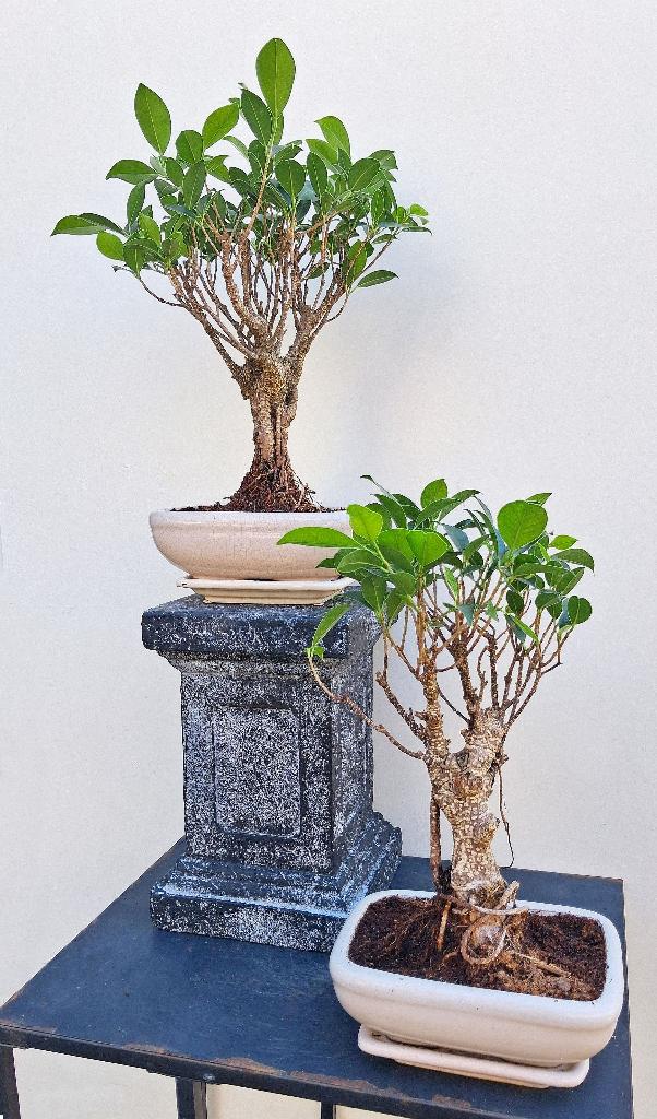 2 Bonsai Ficus Jubara- 26 cm Hoog- Recht model, In pot, Bloeit niet, Halfschaduw, Minder dan 100 cm
