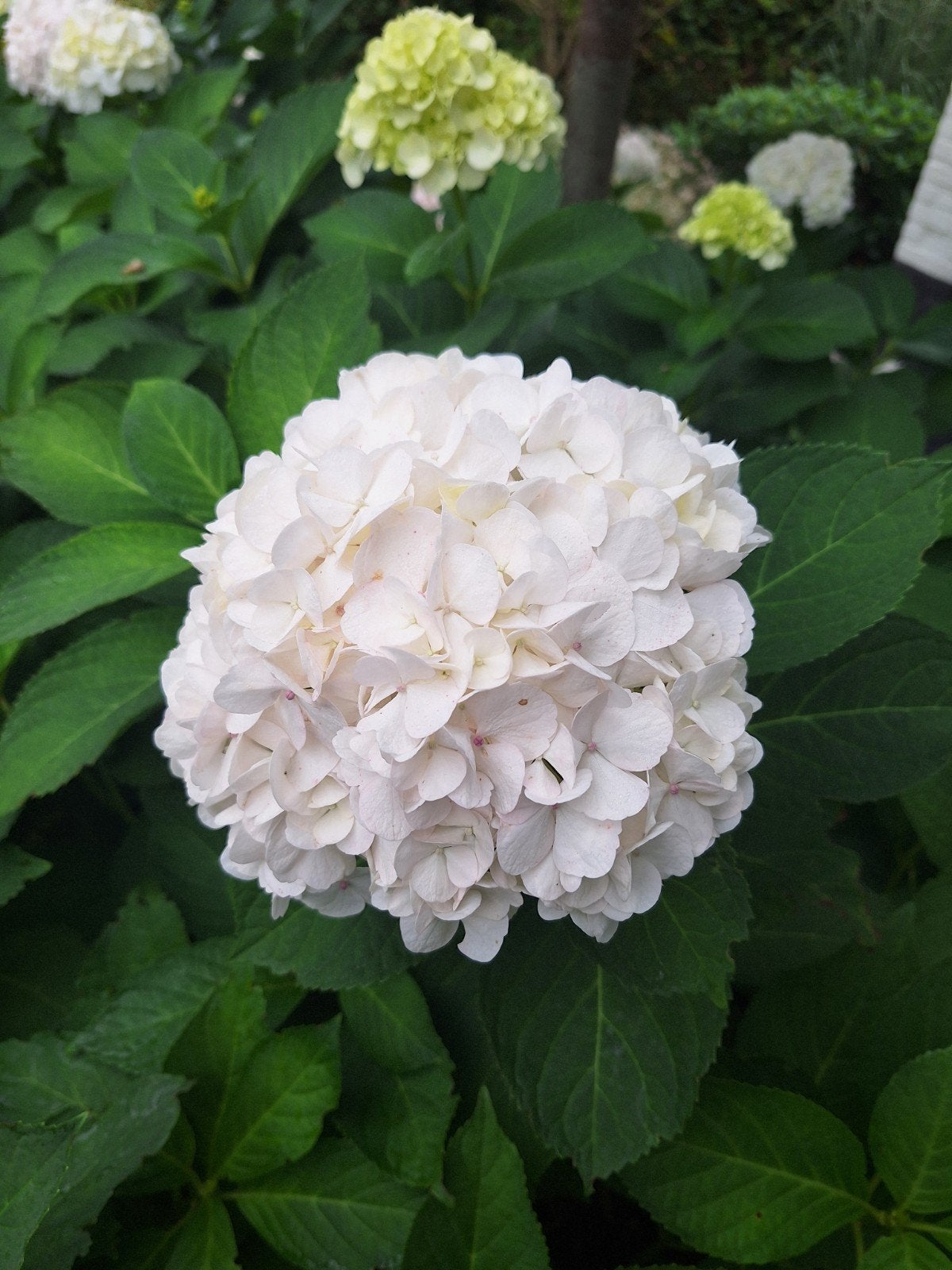 Hortensia grote bloemen kleur wit, Tuin en Terras, Ophalen, Halfschaduw