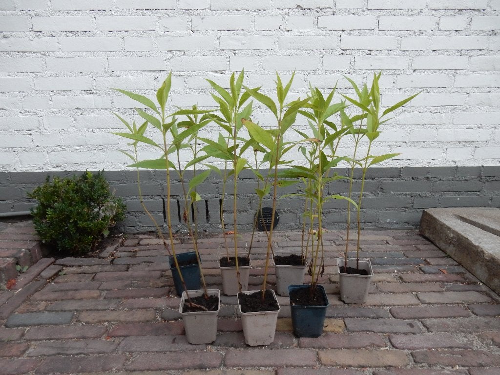 MOOIE HELIANTHUS, Tuin en Terras, Planten | Tuinplanten, Volle zon, Vaste plant, Zomer, Ophalen
