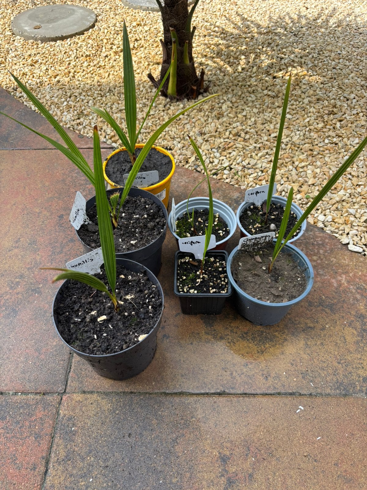 Chamearops palmen, Tuin en Terras, Ophalen of Verzenden, Overige soorten, Volle zon