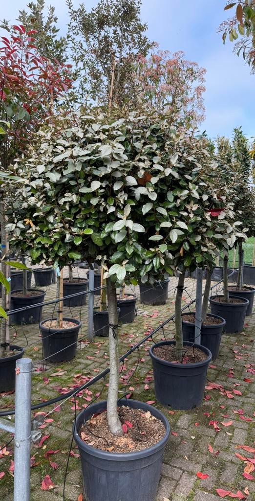 Elaeagnus ‘Compacta’ Halfstam (Olijfwilg), 100 tot 250 cm, Zomer, Ophalen, Volle zon