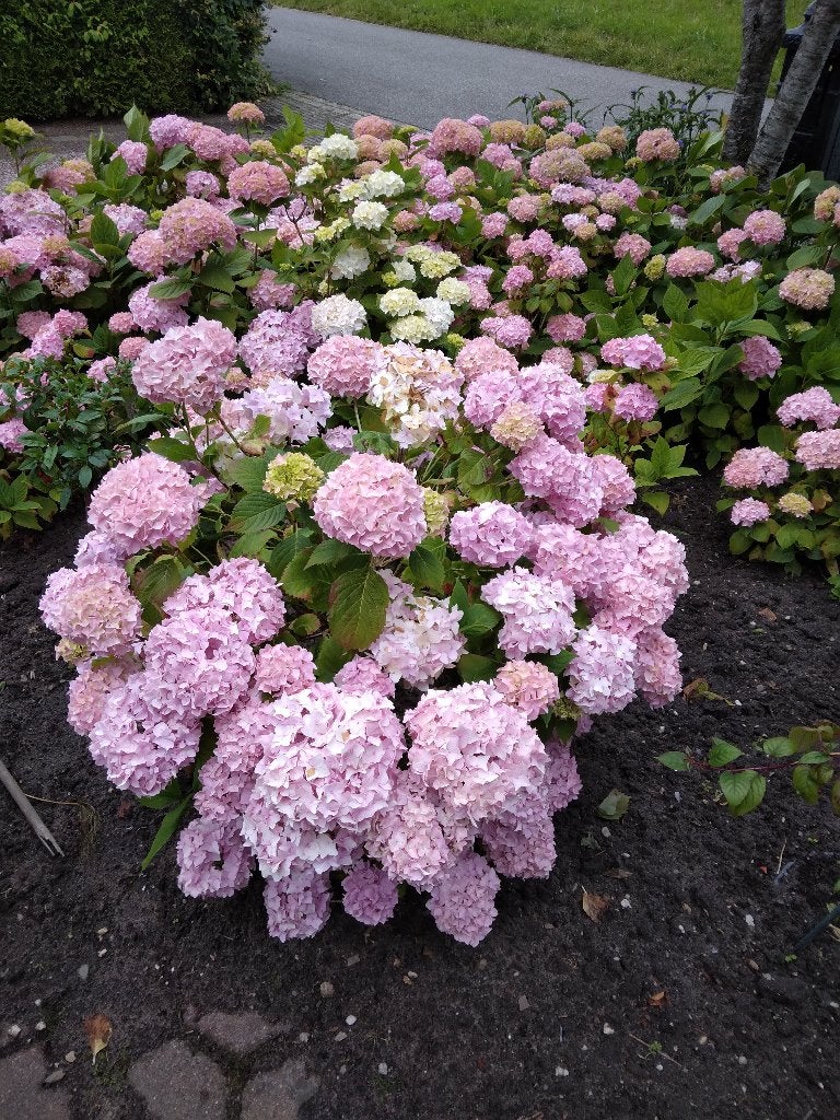Wegens beeindiging:    3en 4 jarige Roze Hortensia struiken, Vaste plant, Halfschaduw, Zomer, Ophalen