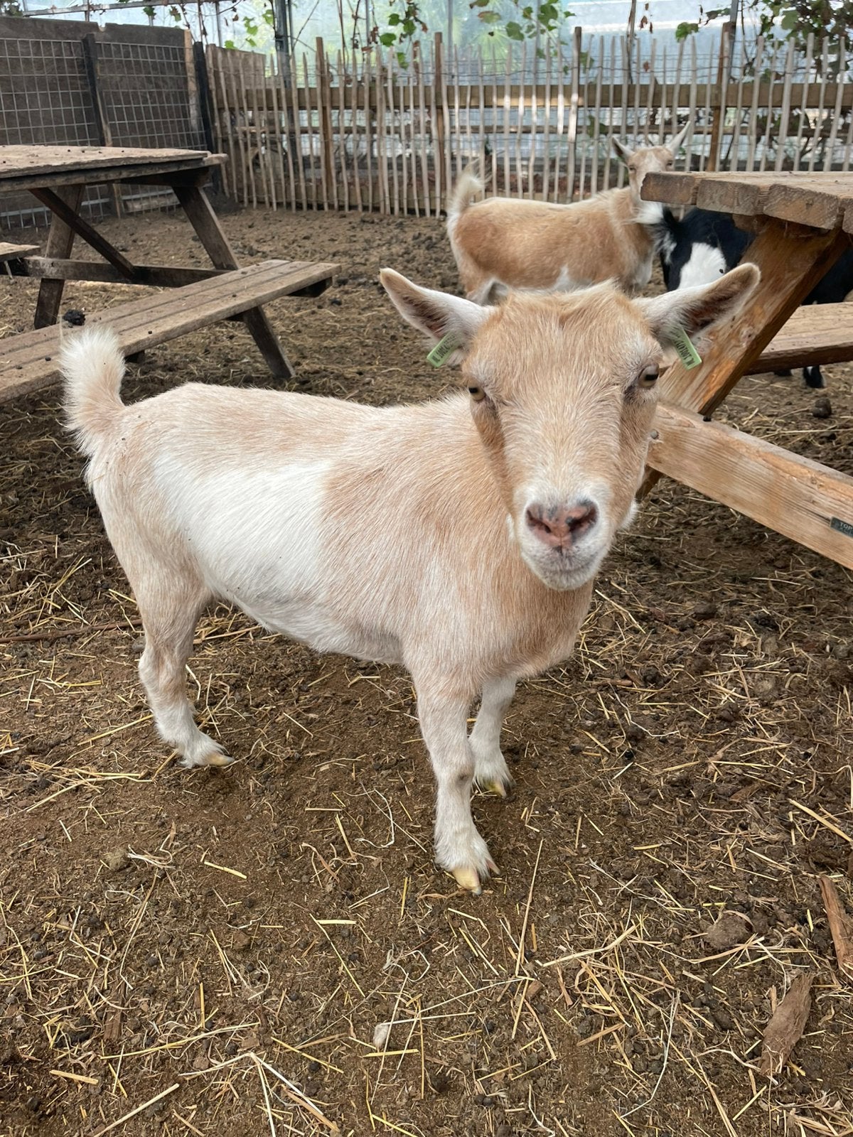 Dwerggeiten, Dieren en Toebehoren, Vrouwelijk, Geit