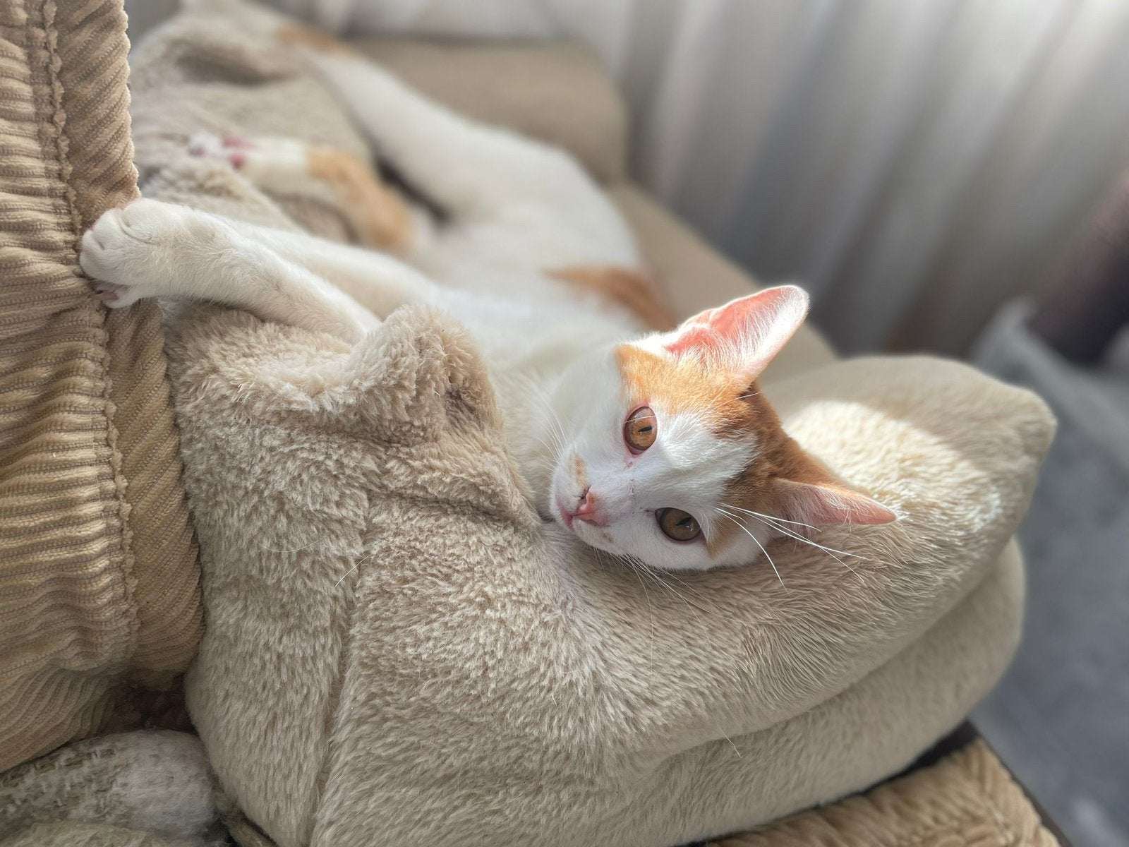 Bill 9 mnd oud gecastreerd bij gastgezin in Amsterdam, Kater