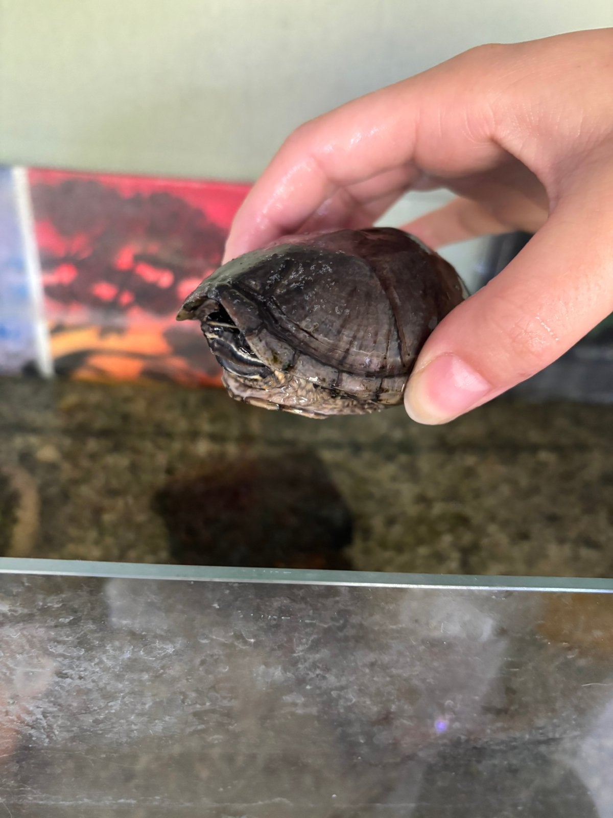 2 muskusschildpadden, Schildpad
