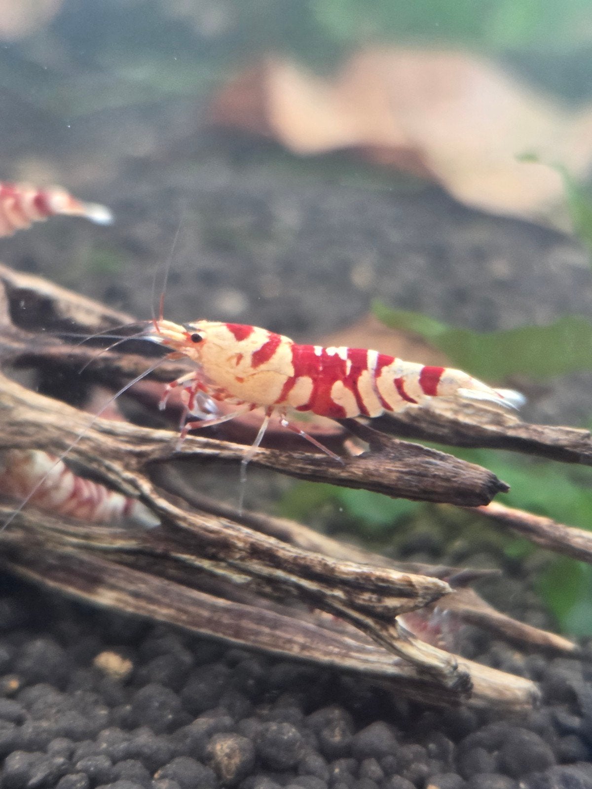 garnalen en guppen, Dieren en Toebehoren, Vis