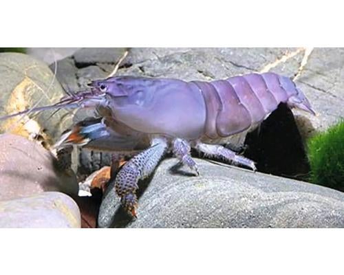 Blauwe Waaierhand garnaal Atye Gabonensis, Kreeft, Krab of Garnaal, Zoetwatervis