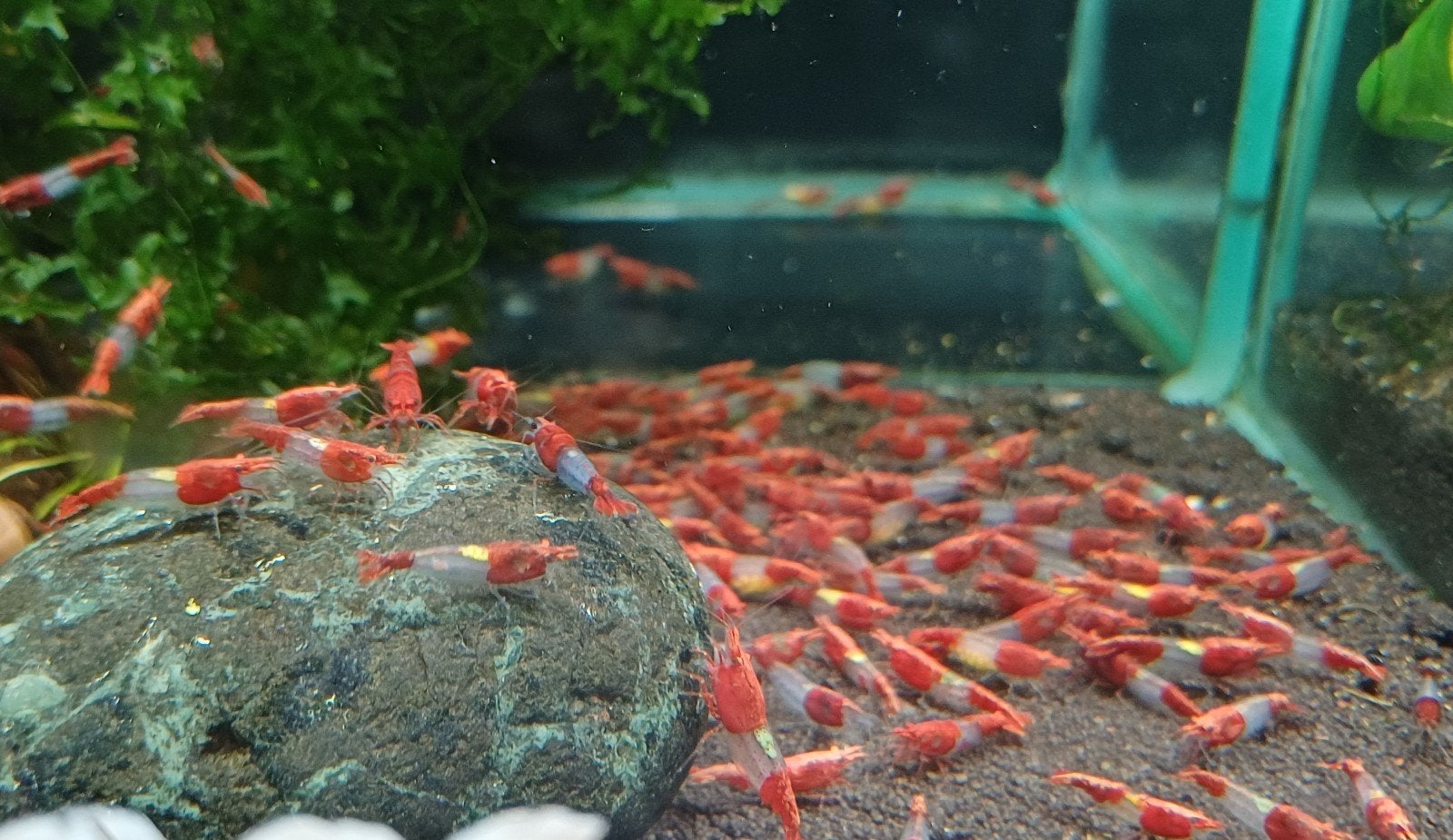 Hobbyaquarium  Red Rilli /rilly garnalen mooi op kleur/maat, Kreeft, Krab of Garnaal, Zoetwatervis