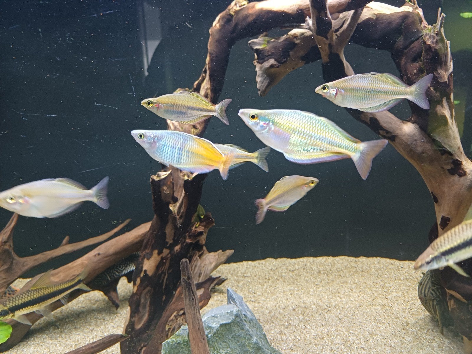melanotaenia kiunga en Picta
6x,Regenboogzalm 2x, Dieren en Toebehoren, Vis, Zoetwatervis, Schoolvis