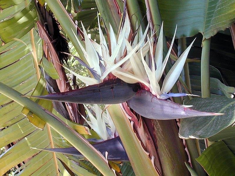 5 x Strelitzia Nicolai witte paradijsvogelbloem banaan zaad, Ophalen, Gehele jaar, Volle zon, Zaad