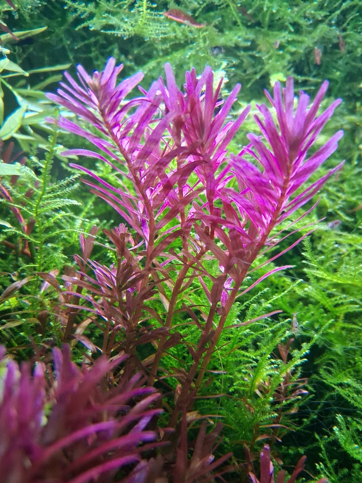 Zeer beperkt aanbod aquarium plantjes te koop!, Tuin en Terras, Planten | Tuinplanten, Ophalen, Overige soorten, Volle zon