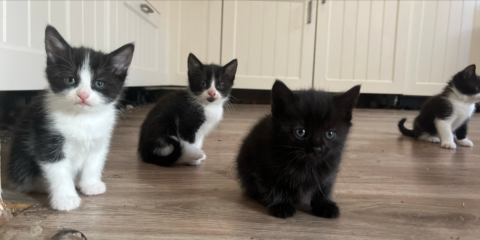 Lievr kittens half raggdol, Meerdere dieren, 0 tot 2 jaar