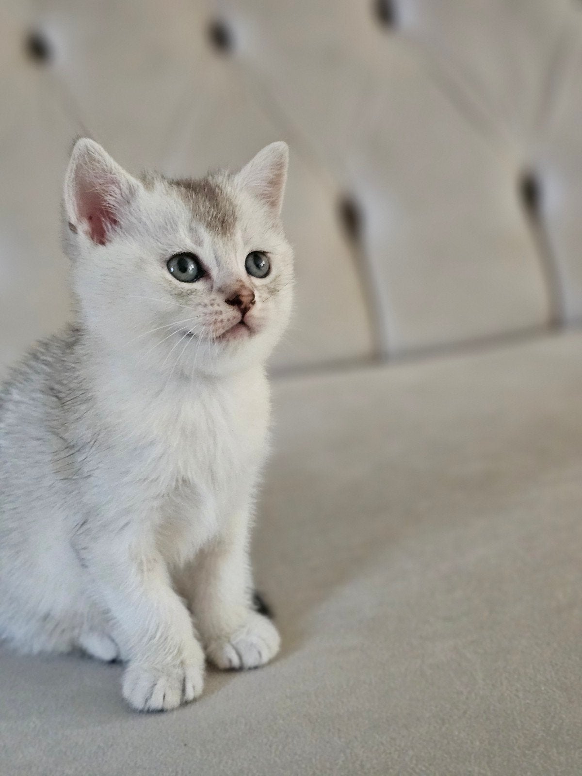 Prachtige Britse korthaar kitten, Dieren en Toebehoren, Kater, Ontwormd