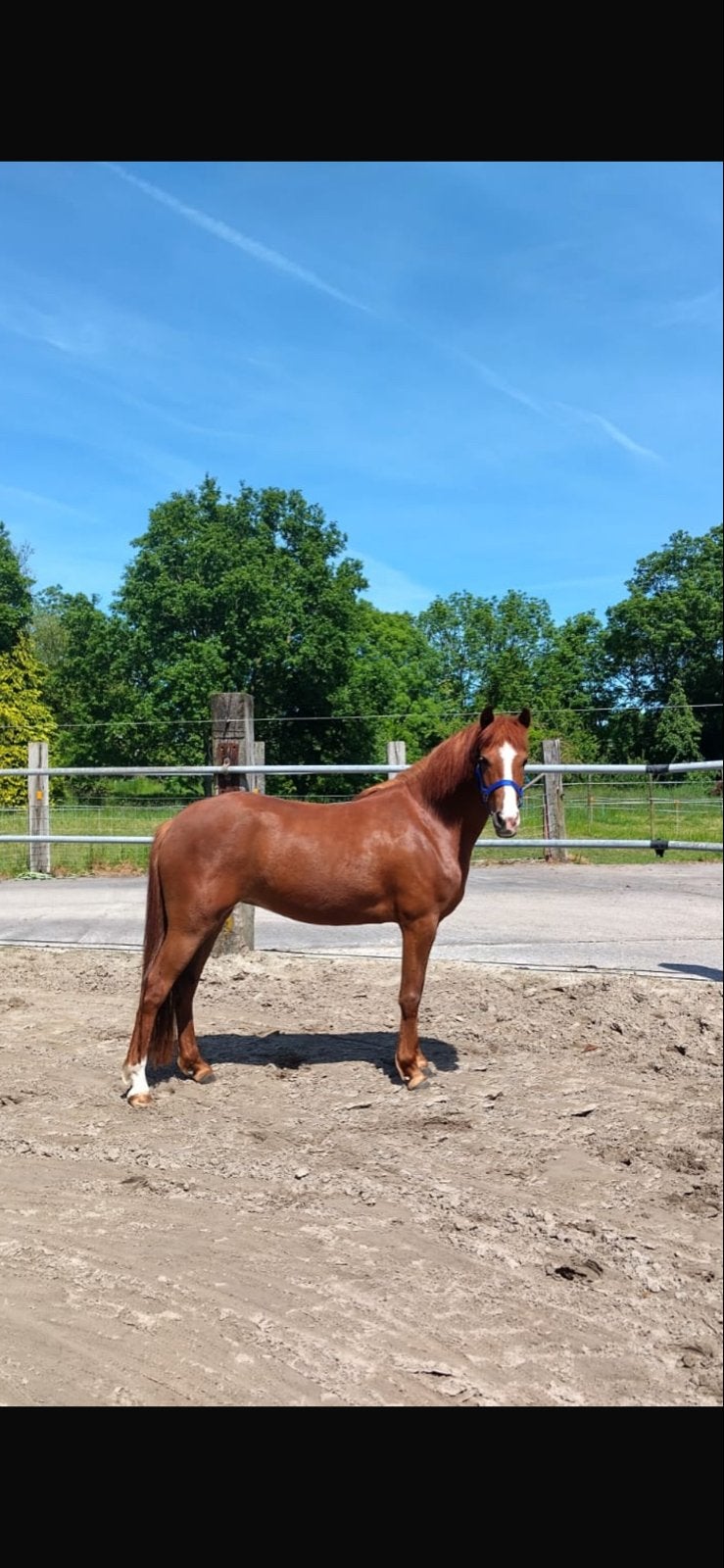 Te koop 3 jarige D pony merrie, Dieren en Toebehoren, Pony's, Merrie, Met stamboom, 3 tot 6 jaar, Onbeleerd