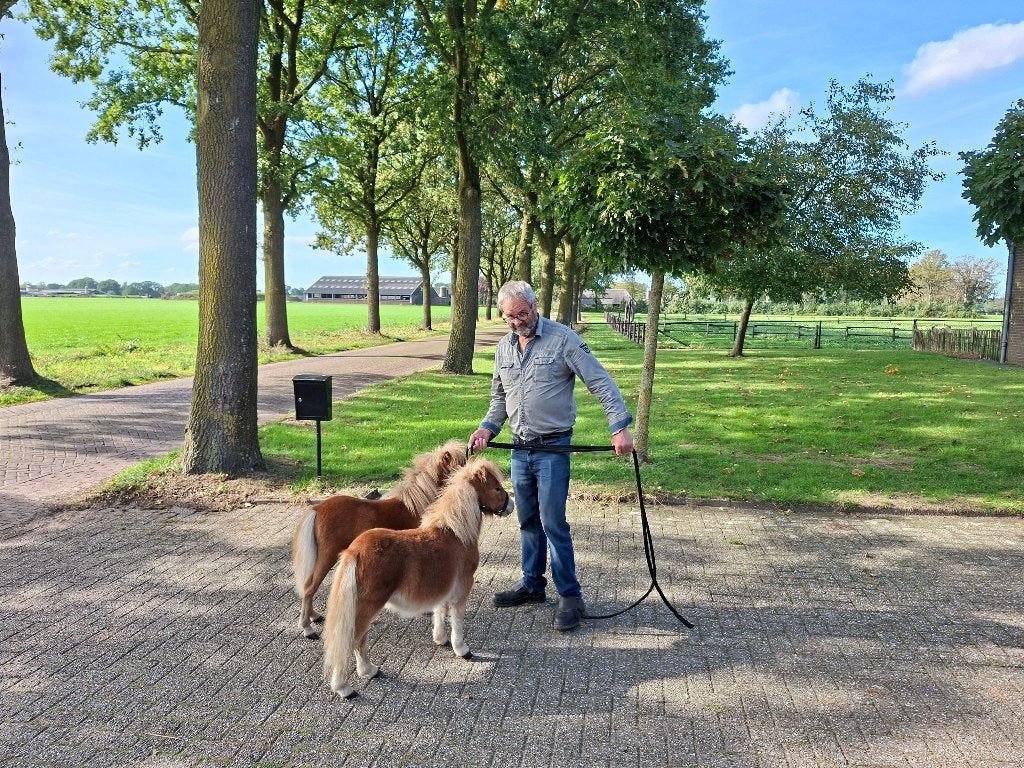 Koppeltje zeer kleine mini paardjes, Dieren en Toebehoren, Merrie, 0 tot 2 jaar, A pony (tot 1.17m), Gechipt