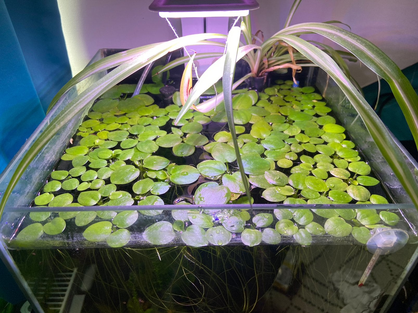 Amazone kikkerbeet, Dieren en Toebehoren, Vissen | Aquaria en Toebehoren, Ophalen of Verzenden, Nieuw, Plant(en), Steen of Hout
