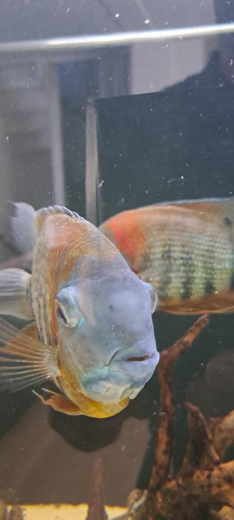 Heros severus, Dieren en Toebehoren, Vissen | Aquariumvissen, Vis