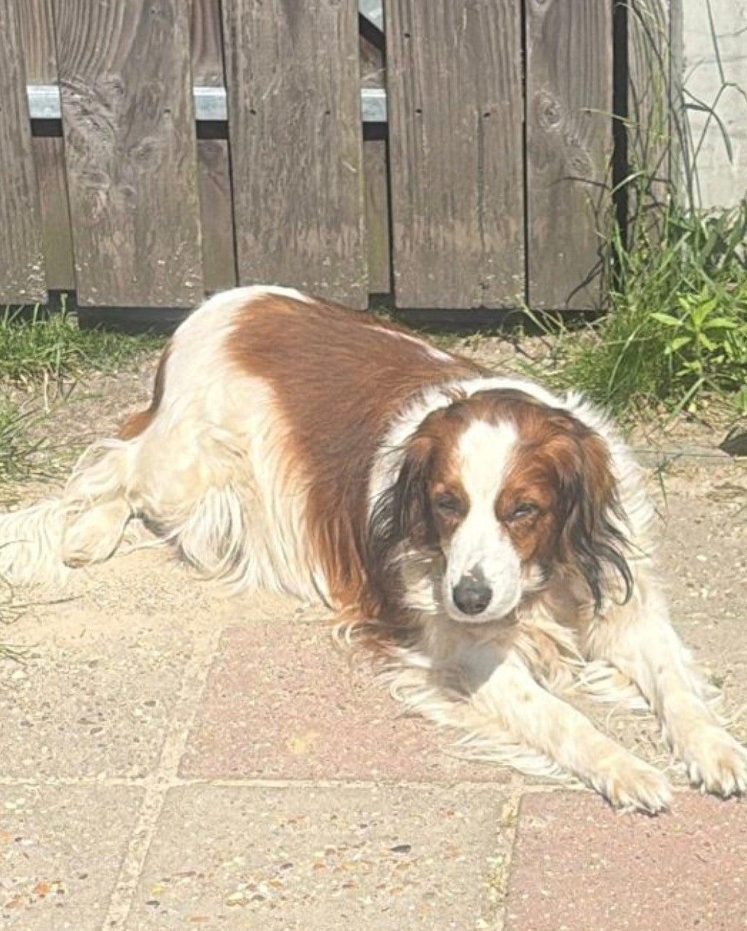 Gouw mandje voor saartje kooikerhondje, 6 jaar of ouder, Parvo, Overige rassen, Teef