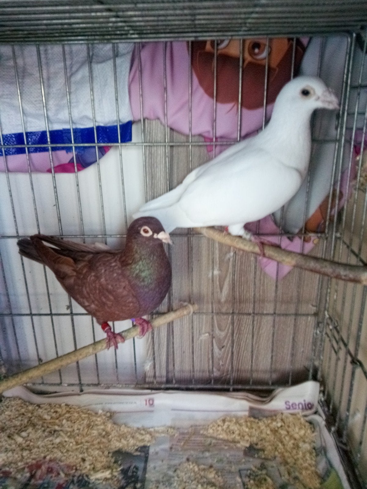 koppel kleur postduiven, Meerdere dieren, Postduif