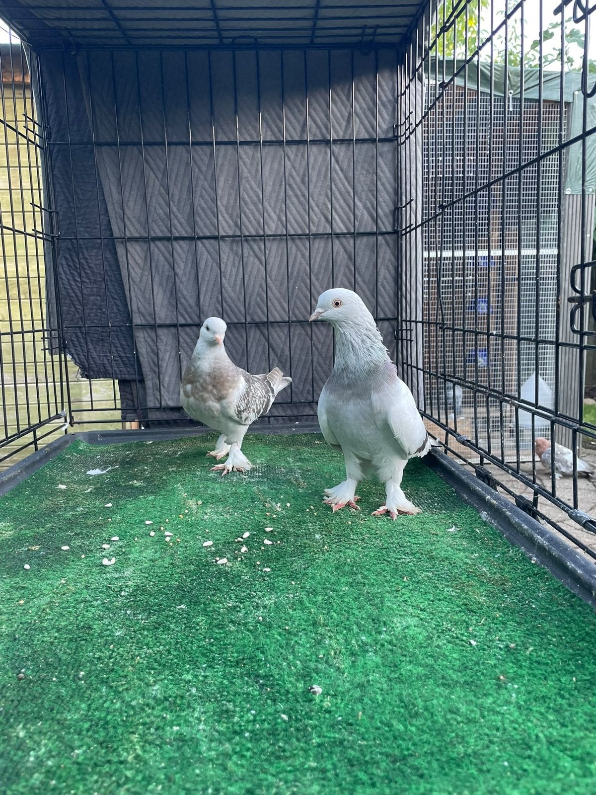 Mooi takla ermeni zinciri, Dieren en Toebehoren