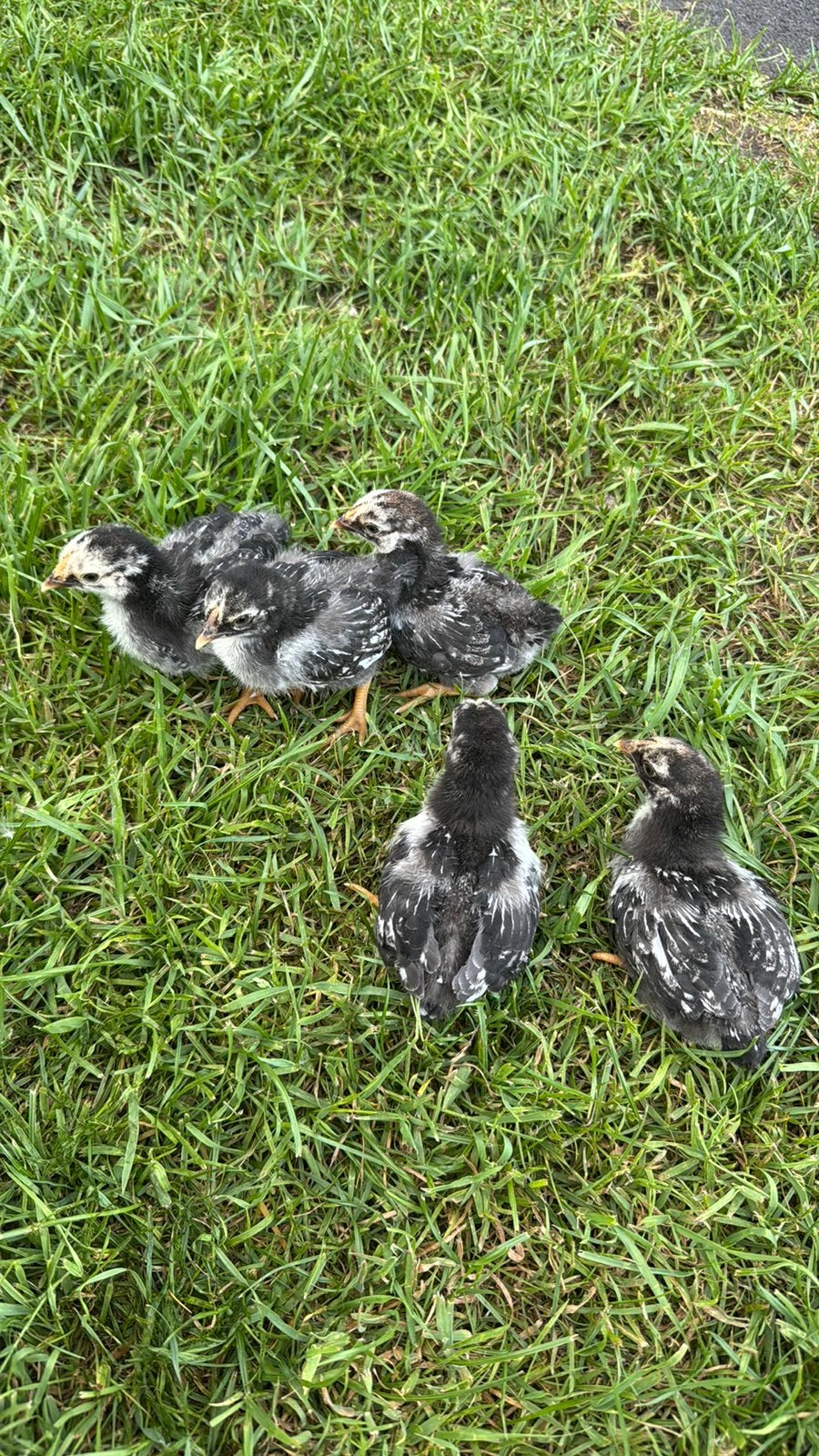 Wyandotte zilver zwart gezoomd kriel kuikens, Dieren en Toebehoren, Pluimvee, Geslacht onbekend, Kip