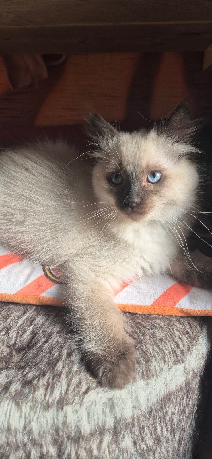 Ragdoll katertje, Dieren en Toebehoren, Katten en Kittens | Raskatten | Langhaar, Kater, Gechipt