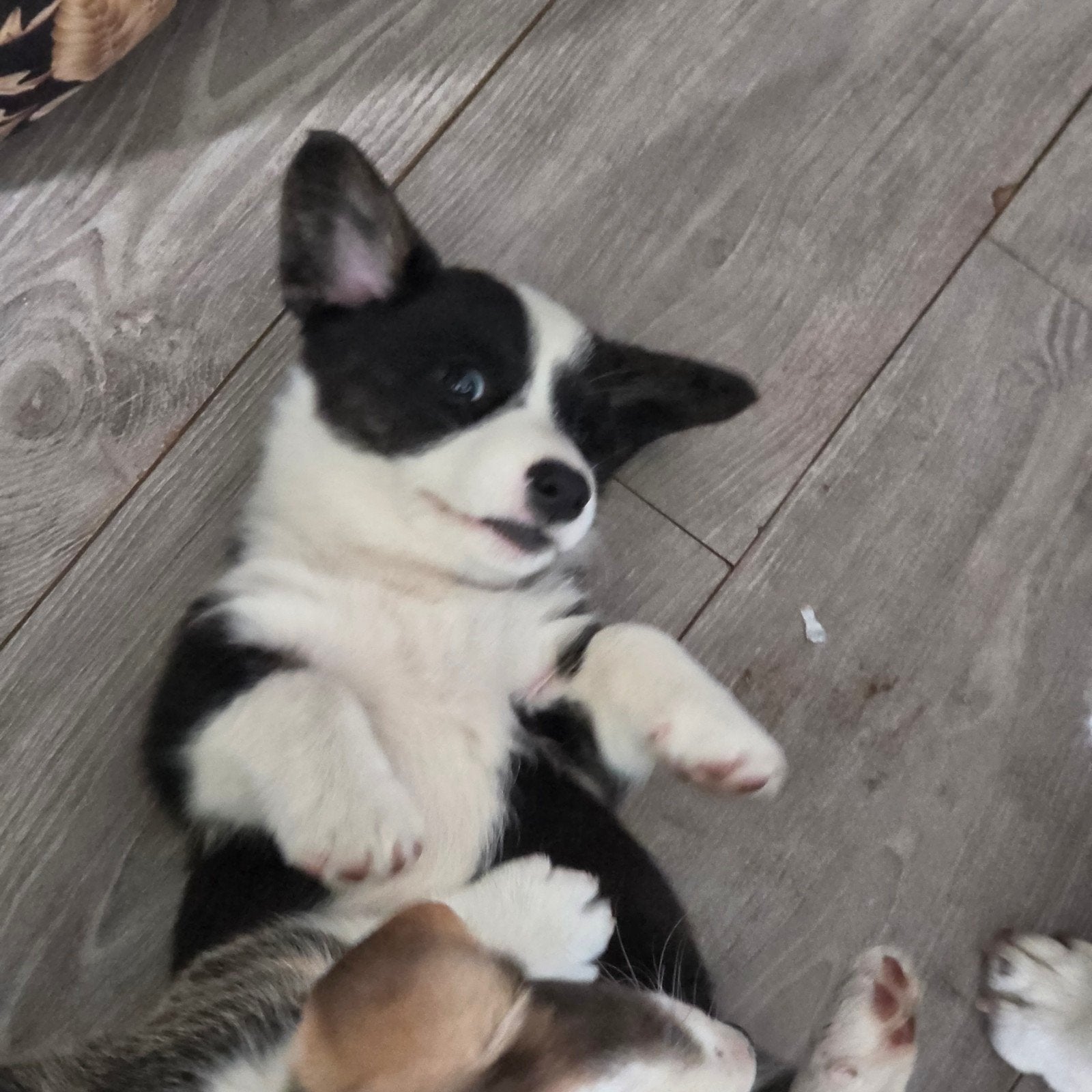 Welsh Corgi Cardigan pups 1 reutje beschikbaar, Dieren en Toebehoren, Honden | Herdershonden en Veedrijvers, Parvo, Overige rassen