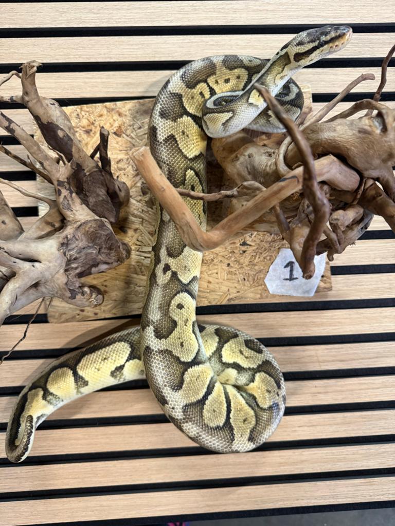 10 ball pythons vrouwen volwassen, Slang, 0 tot 2 jaar