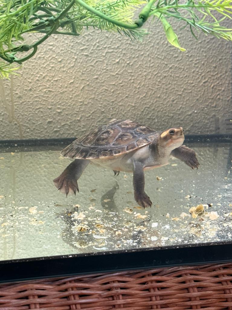 Schildpad Pink Belly Sideneck, Dieren en Toebehoren, Reptielen en Amfibieën, Schildpad, 0 tot 2 jaar