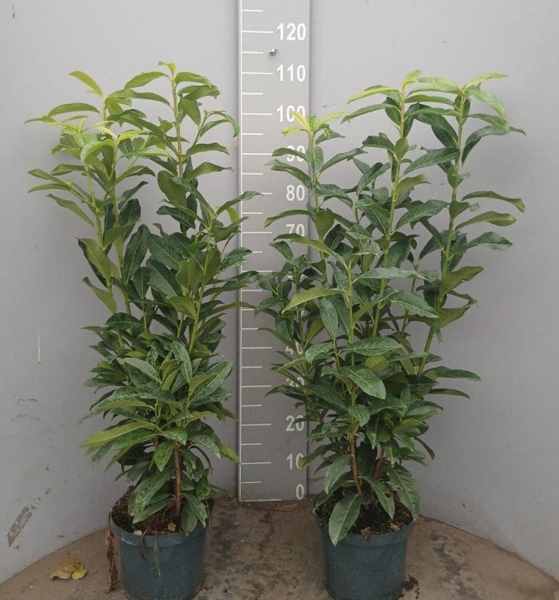 Prunus Genolia - smal opgaande laurierhaagplanten, Tuin en Terras, Verzenden, Laurier, Haag, Minder dan 100 cm