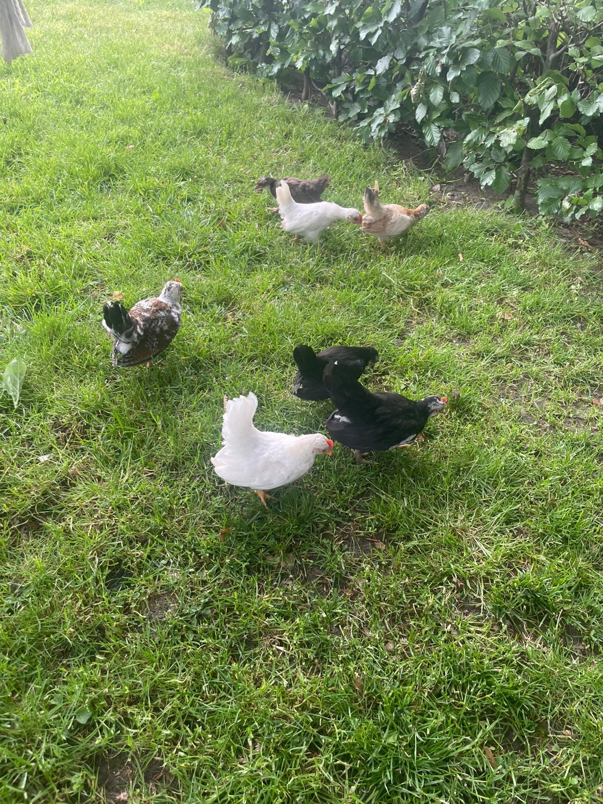 Jonge Serama’s (zeven), Dieren en Toebehoren, Pluimvee, Meerdere dieren, Kip