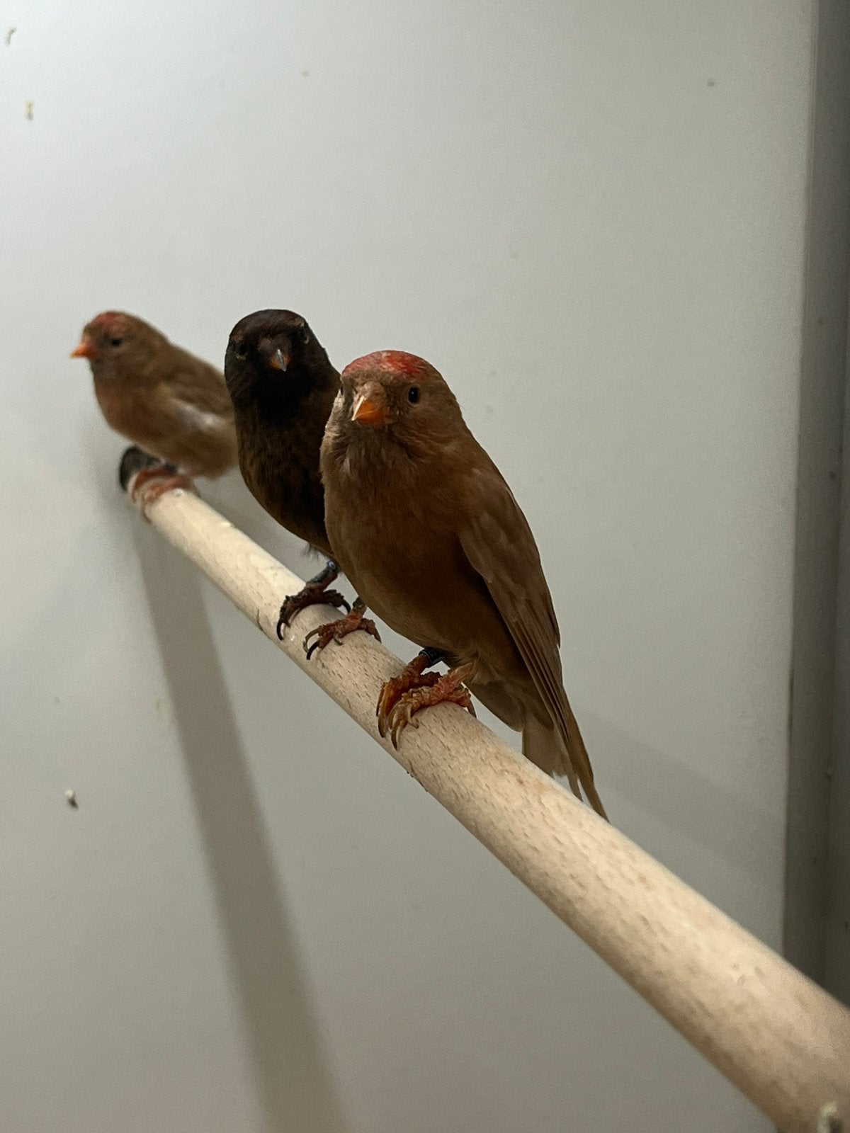 Barmsijs Mutanten, Dieren en Toebehoren, Vogels | Overige Vogels, Meerdere dieren, Wildzangvogel, Geringd
