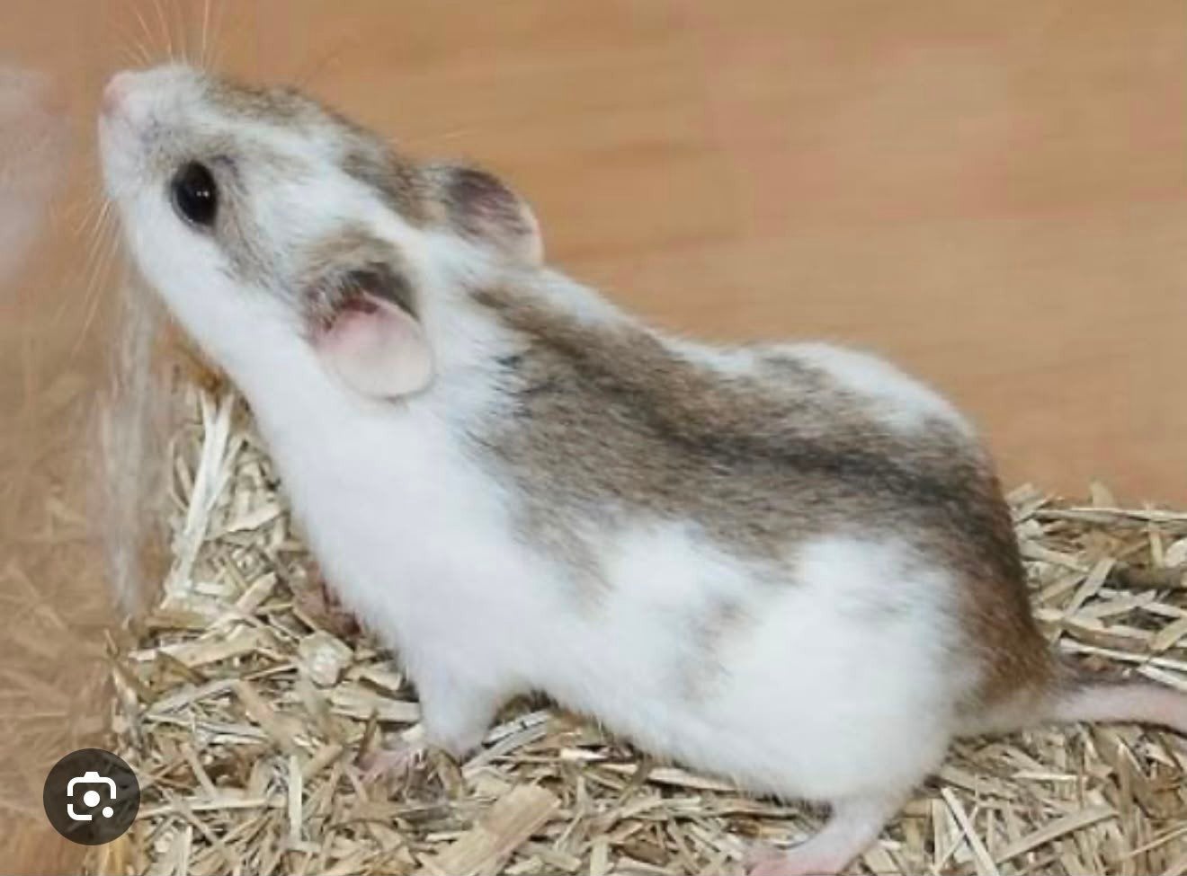 Hamster + alle benodigdheden., Dieren en Toebehoren, Knaagdieren, Mei, Mannelijk, Hamster
