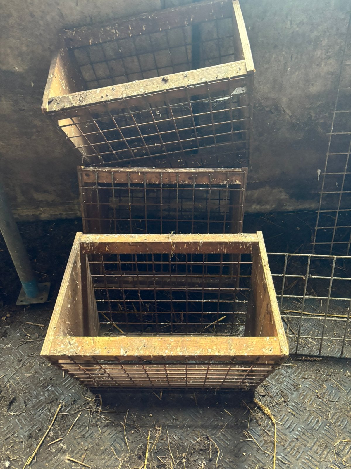 Schapen voerbakjes, Meerdere dieren, Schaap